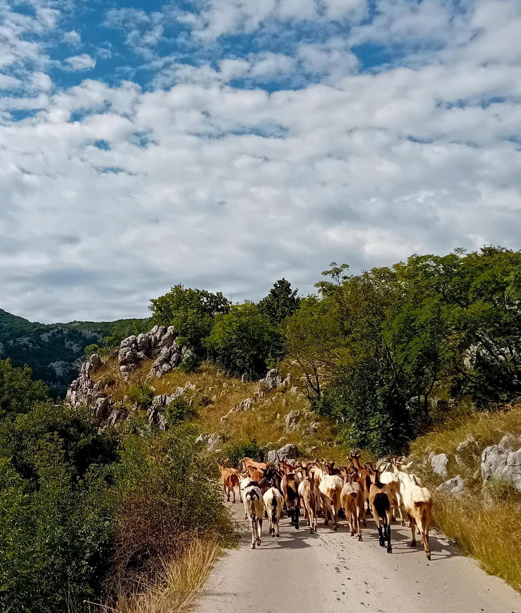 Konak Ugnji-Village Cetinje Extérieur photo