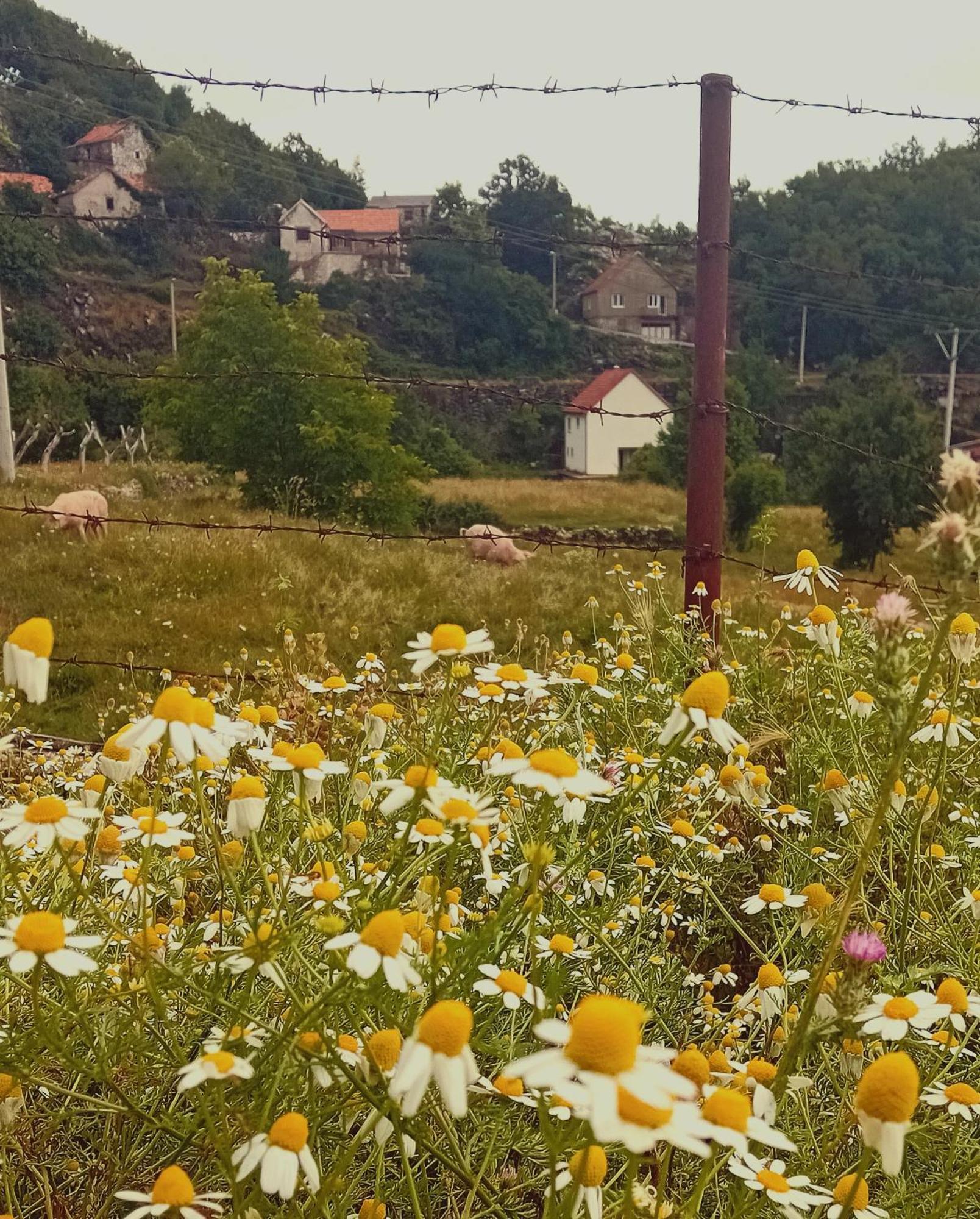 Konak Ugnji-Village Cetinje Extérieur photo